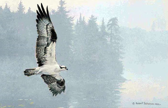 Robert Bateman - Misty Lake - Osprey - Limited Edition Lithograph