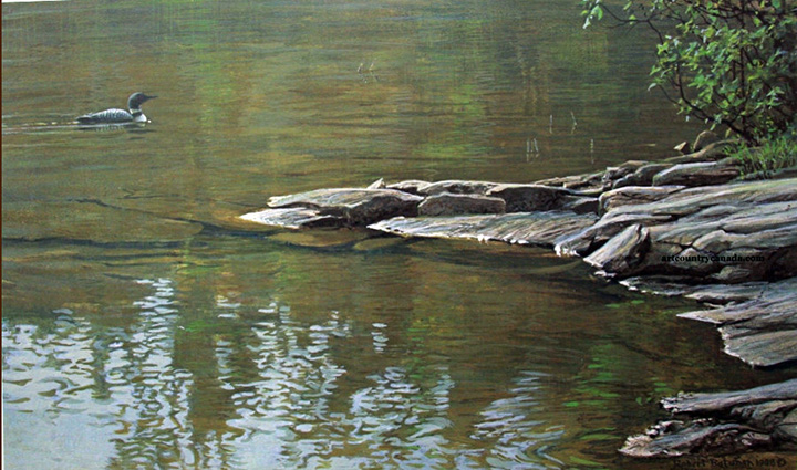 Robert Bateman - Morning Cove - Common Loons - Limited Edition Lithograph