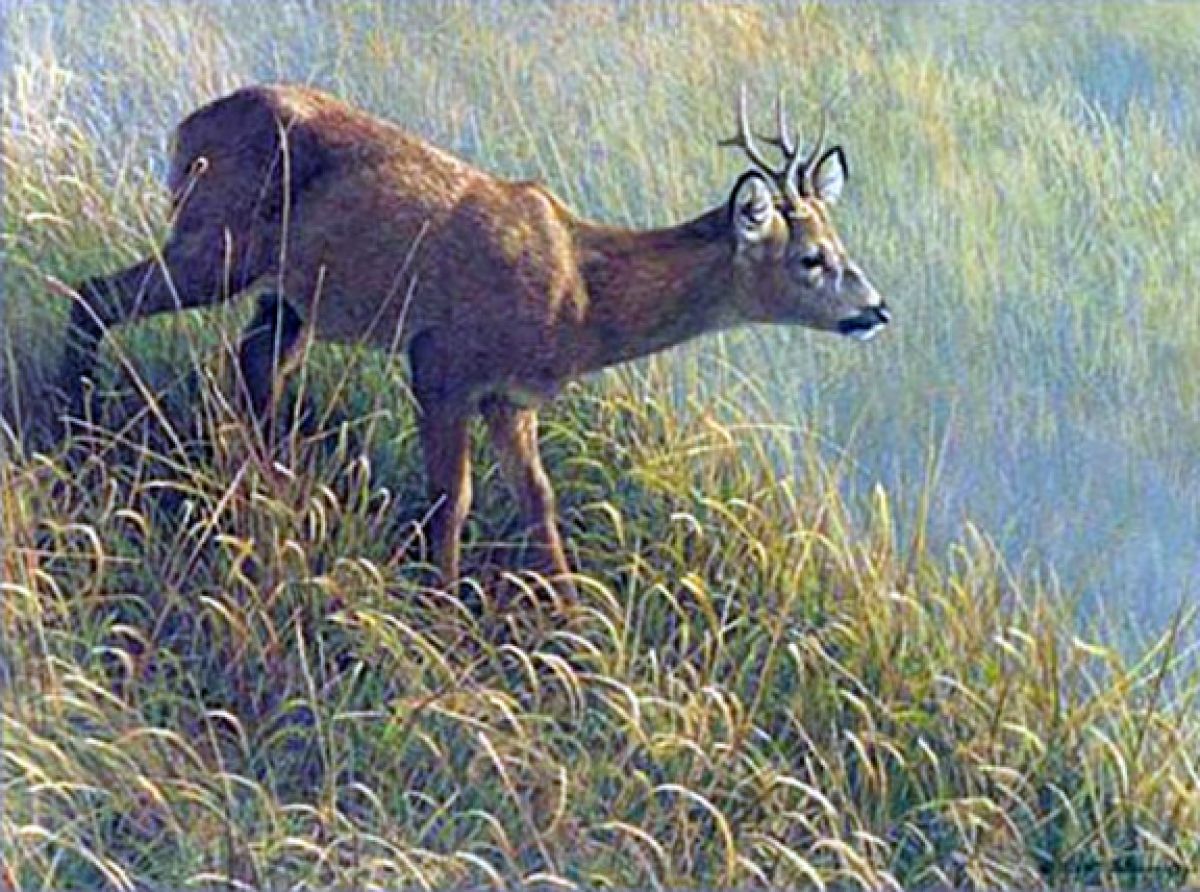 Robert Bateman - Morning Dew - Roe Deer - Limited Edition Lithograph