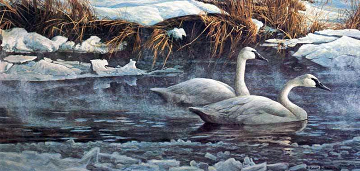 Robert Bateman - Morning on the River - Trumpeter Swans - Limited Edition Lithograph