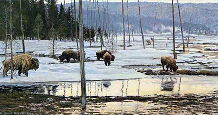 Robert Bateman - Morning on the Flats - Bison - Limited Edition Lithograph