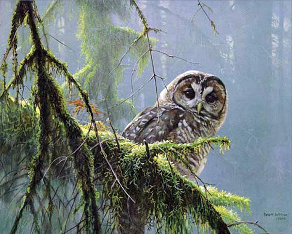 Robert Bateman - Mossy Branches - Spotted Owl - Limited Edition Lithograph