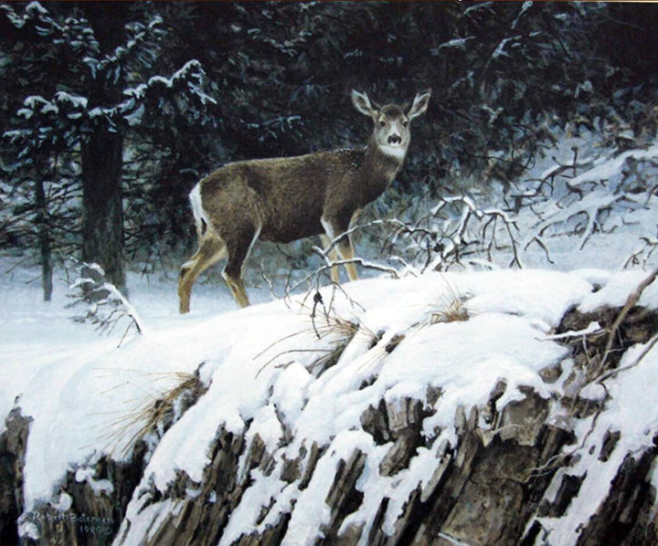 Robert Bateman - Mule Deer in Snow - Limited Edition Lithograph
