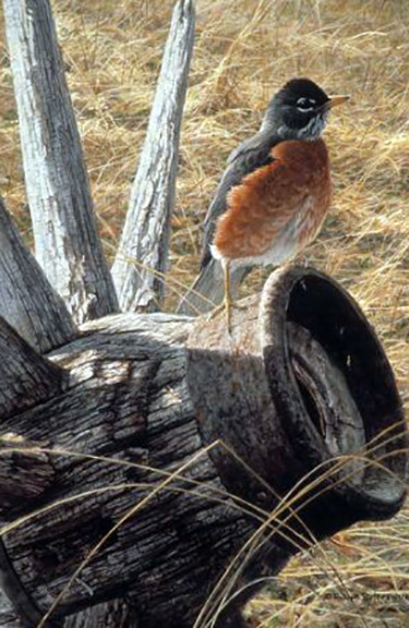 Robert Bateman - New Season - American Robin - Limited Edition Lithograph