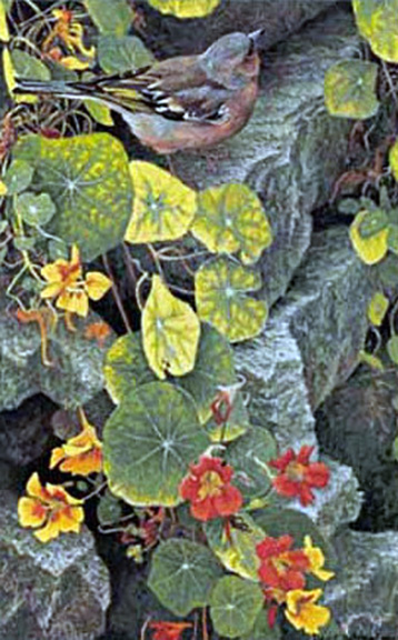 Robert Bateman - On the Garden Wall - Sparrow - Limited Edition Lithograph