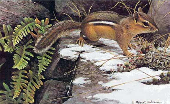 Robert Bateman - On the Alert - Chipmunk - Limited Edition Lithograph
