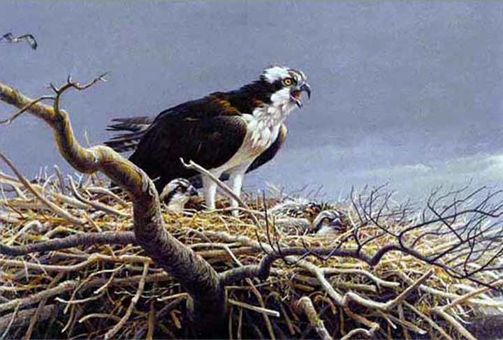 Robert Bateman - Osprey Family - Limited Edition Lithograph