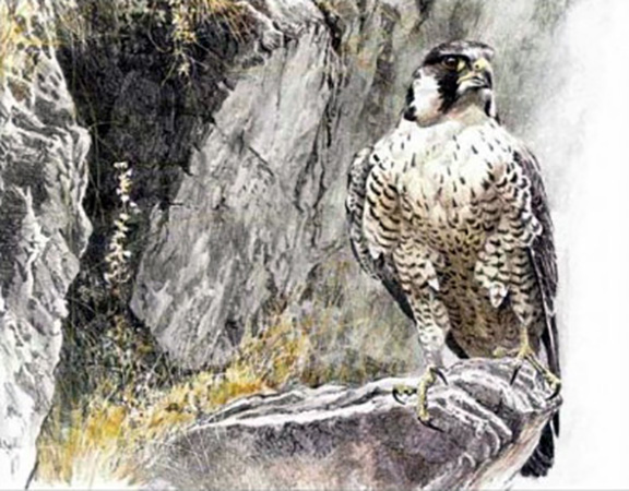 Robert Bateman - Peregrine Falcon On The Cliff - Limited Edition Lithograph