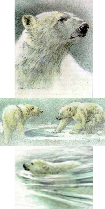 Robert Bateman - Polar Bear - Predator Portfolio - Limited Edition Lithograph