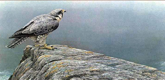 Robert Bateman - Ready for Flight - Peregrine Falcon - Limited Edition Lithograph