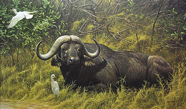 Robert Bateman - Resting Place - Cape Buffalo - Limited Edition Lithograph