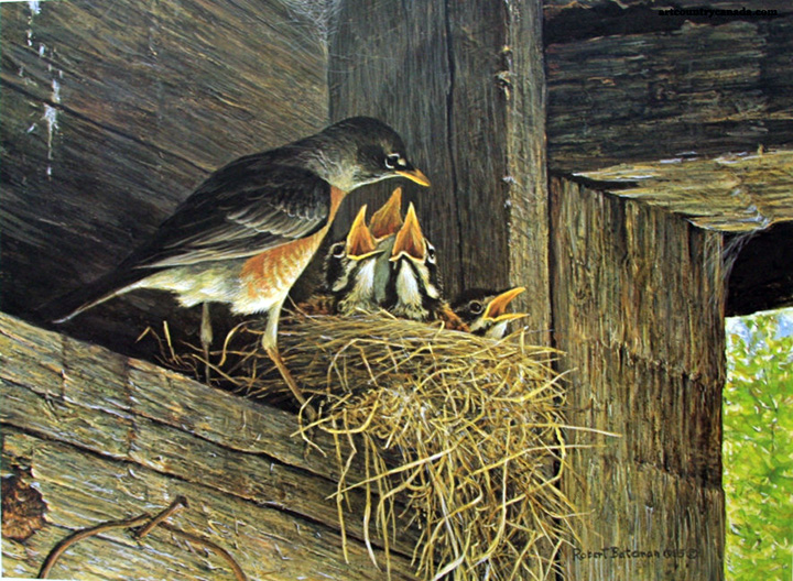 Robert Bateman - Robins at the Nest - Limited Edition Lithograph