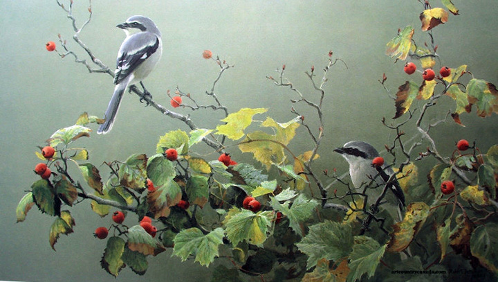 Robert Bateman - Shrike Pair and Hawthorn - Limited Edition Lithograph