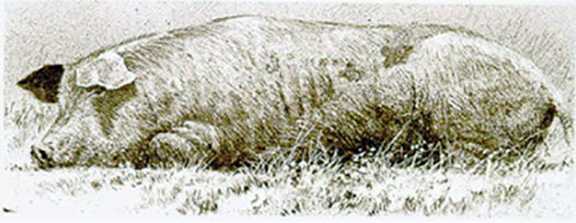 Robert Bateman - Spanish Pig - Limited Edition Lithograph