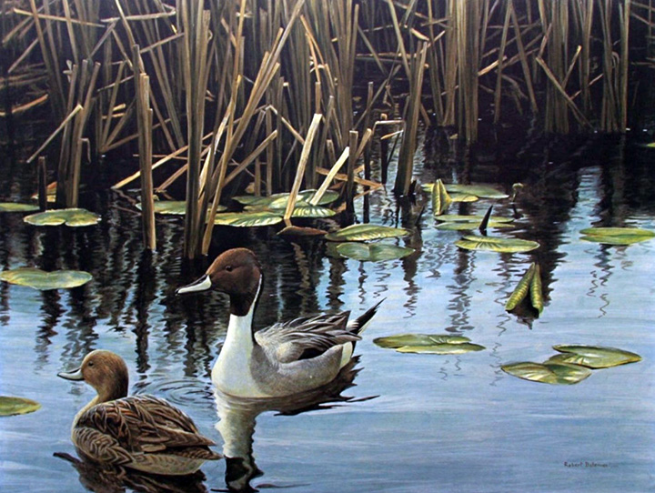 Robert Bateman - Spring Marsh - Pintail Pair - Limited Edition Lithograph
