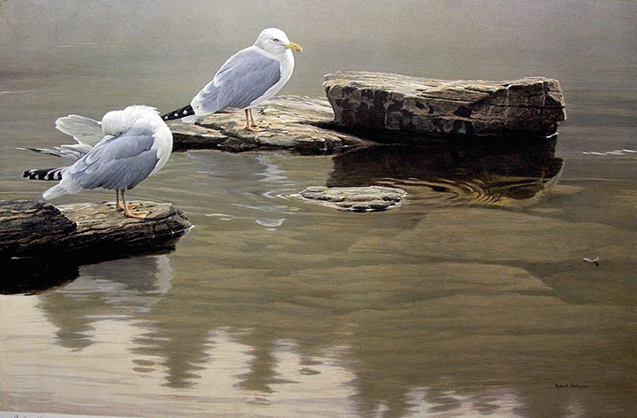 Robert Bateman - Still Morning - Herring Gulls - Limited Edition Lithograph