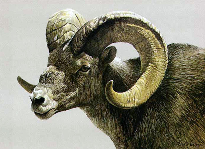 Robert Bateman - Stone Sheep Ram - Limited Edition Lithograph
