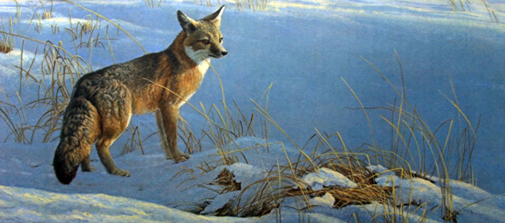Robert Bateman - Swift Fox - Limited Edition Lithograph