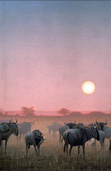 Robert Bateman - Wildebeests at Sunset - Limited Edition Lithograph