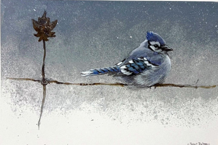 Robert Bateman - Winter Blues - Blue Jay - Limited Edition Lithograph