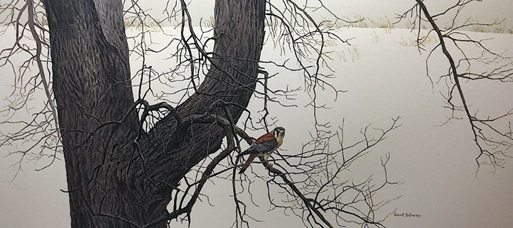 Robert Bateman - Winter Elm - American Kestrel - Limited Edition Lithograph