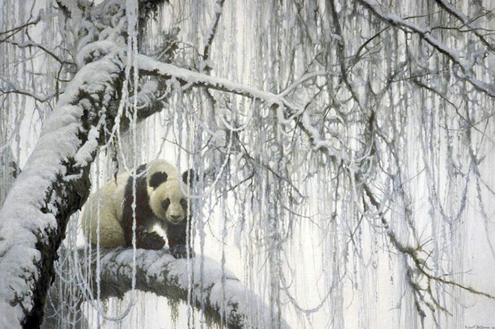 Robert Bateman - Winter Filigree - Giant Panda - Limited Edition Lithograph