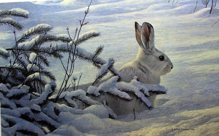 Robert Bateman - Winter Snowshoe Hare - Limited Edition Lithograph
