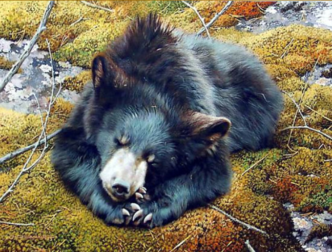 Carl Brenders - Bearly Asleep – Black Bear - Limited Edition Lithograph