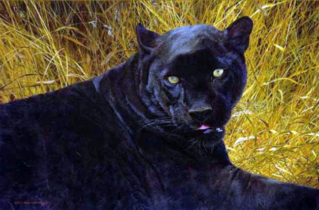 Carl Brenders - Black Sphinx – Cougar - Limited Edition Lithograph