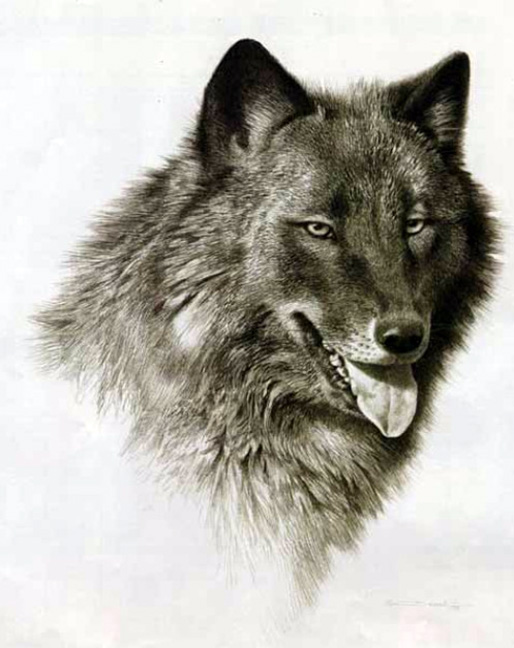 Carl Brenders - Black Wolf - Limited Edition Lithograph