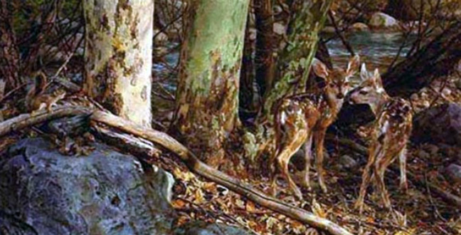 Carl Brenders - Broken Silence – Snow Leopard - Limited Edition Lithograph