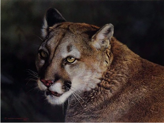 Carl Brenders - Close Up Cougar - Limited Edition Lithograph