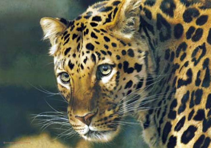 Carl Brenders - East of the Sun – Chinese Leopard - Limited Edition Giclee on Canvas