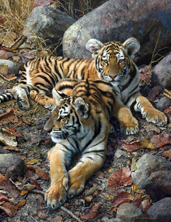 Carl Brenders - Endangered Ambassadors – Tiger Cubs - Limited Edition Lithograph