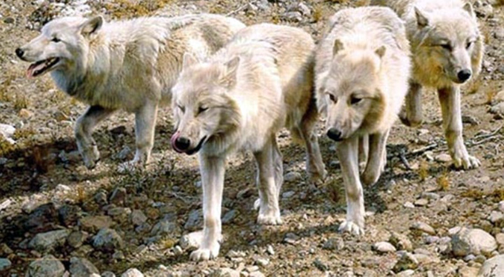 Carl Brenders - Esprit de Corps – Wolves - Limited Edition Lithograph