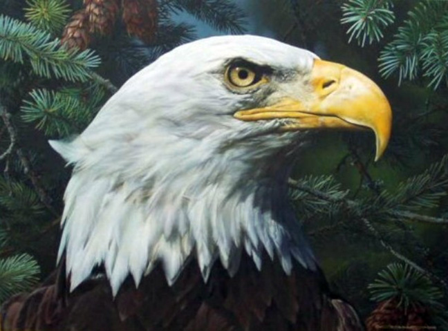 Carl Brenders - Fir and Feathers - Limited Edition Lithograph