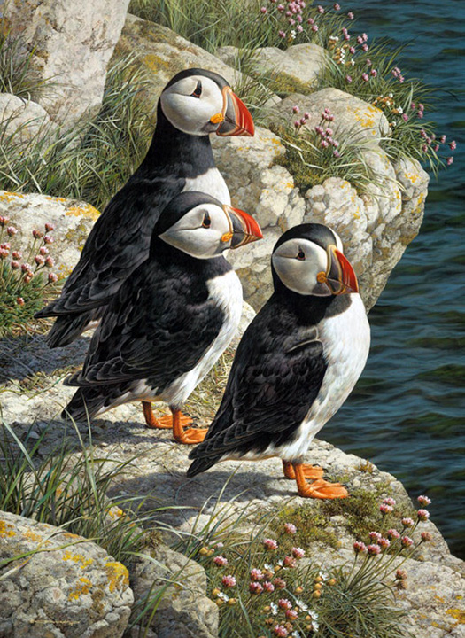 Carl Brenders - Fisherman’s Wharf - Puffins - Limited Edition Giclee on Canvas