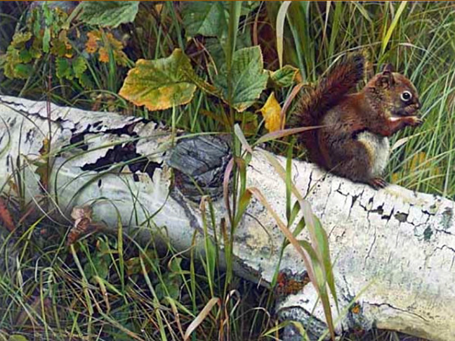 Carl Brenders - Forager’s Reward – Red Squirrel - Limited Edition Lithograph