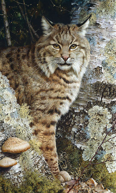 Carl Brenders - Forest Sentinel - Limited Edition Lithograph