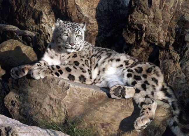 Carl Brenders - Ghost Cat – Snow Leopard - Limited Edition Lithograph