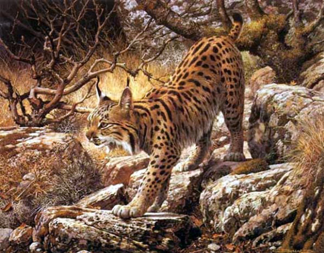 Carl Brenders - Ghostly Quiet – Spanish Lynx - Limited Edition Lithograph