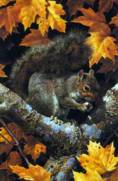 Carl Brenders - Golden Season – Gray Squirrel - Limited Edition Lithograph