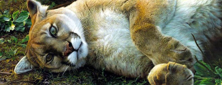 Carl Brenders - Good Life – Cougar - Limited Edition Lithograph
