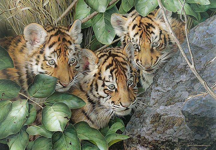 Carl Brenders - Hide and Seek – Wolf Cubs - Limited Edition Giclee on Canvas