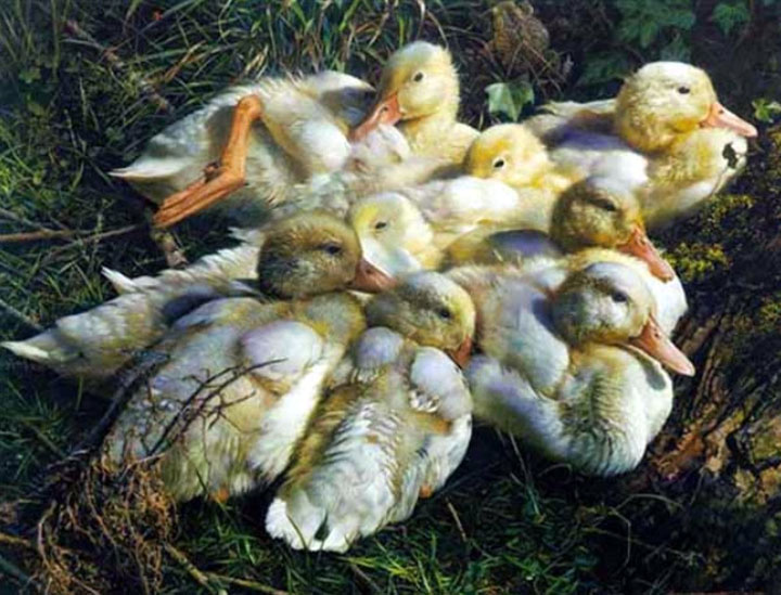 Carl Brenders - In Mixed Company – Ducks - Limited Edition Lithograph