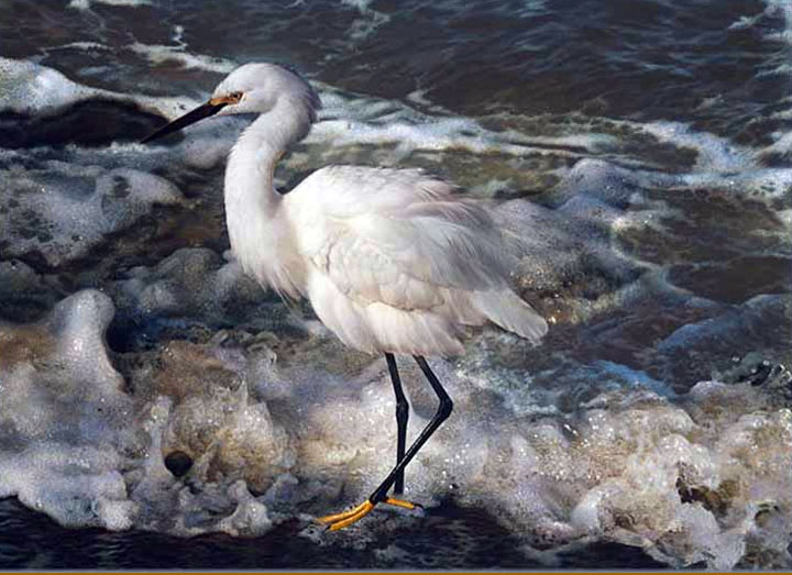 Carl Brenders - Island Shores – Snowy Egret - Limited Edition Lithograph