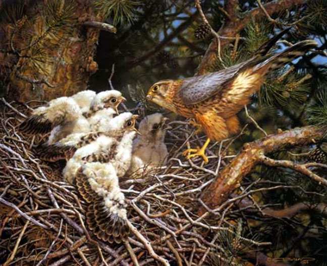 Carl Brenders - Merlins at the Nest - Limited Edition Lithograph