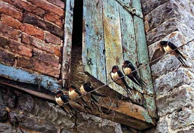 Carl Brenders - Migration Fever – Swallows - Limited Edition Lithograph