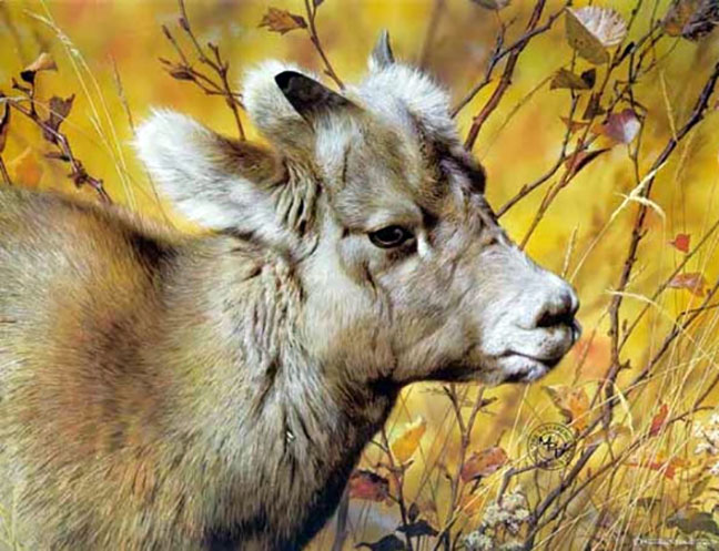 Carl Brenders - Mountain Baby – Bighorn Sheep - Limited Edition Lithograph