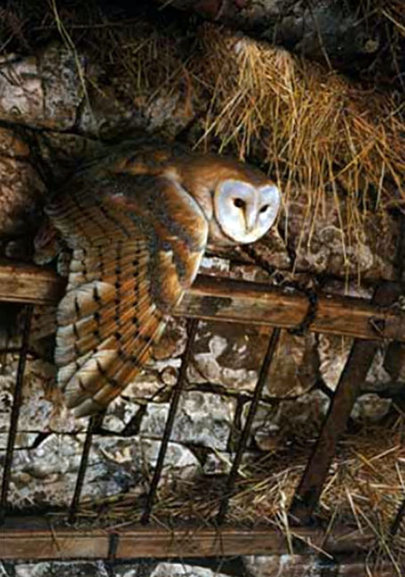 Carl Brenders - Mysterious Visitor – Barn Owl - Limited Edition Lithograph
